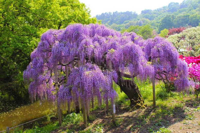 Быстрорастущие вьющиеся растения для забора и сада: многолетние зимостойкие для живой изгороди и озеленения беседки растения